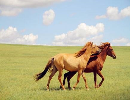 8年属马过了44岁的运势,78属马人2022