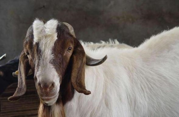 新手养绵羊好还是养山羊好，山羊为什么比绵羊贵