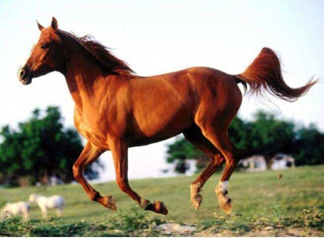 8年属马多少岁，78年属马今年多大"