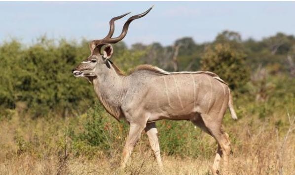 1年属羊女生牛宝宝好不好,牛宝宝和羊爸爸冲吗"
