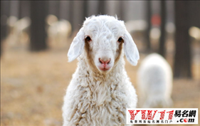 属羊人和属鸡人婚姻怎样,属羊女和属鸡男的婚姻怎样