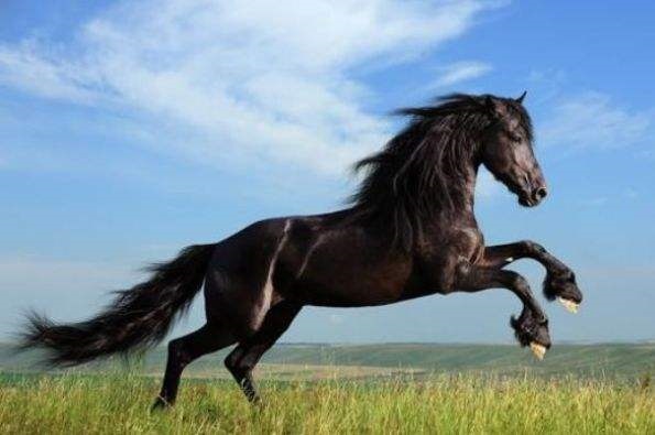 属马的和属牛的配吗，85牛男和90马女结婚了