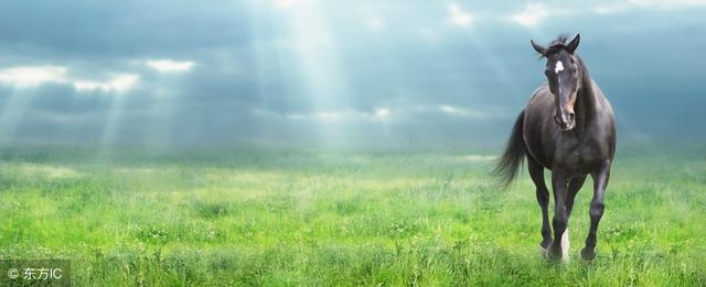 966年是火命还是水命，31的马是什么命"