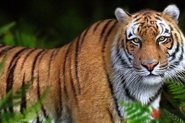 属虎能和属猴的结婚吗，属猴男和属虎女的婚姻