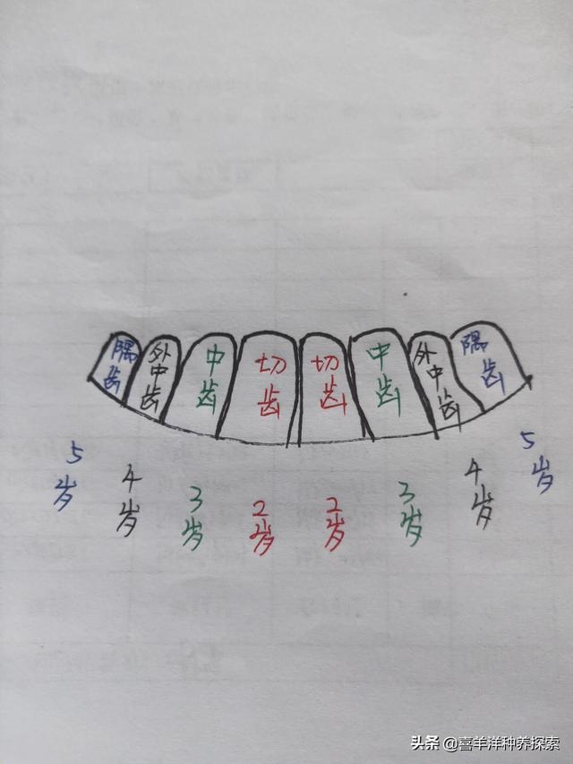 羊6个牙是几岁，羊多长时间扎牙