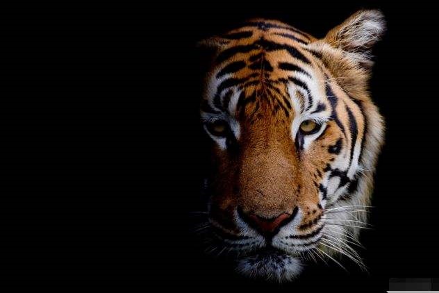 986年属虎女财运，1986年属虎人一生财运"