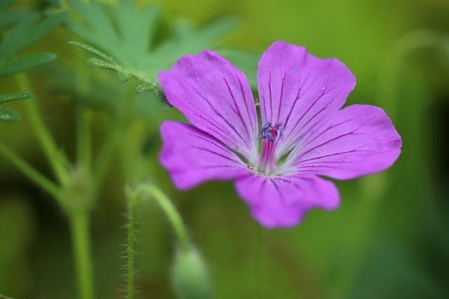 1年今年下半年的运势，属羊男2022
