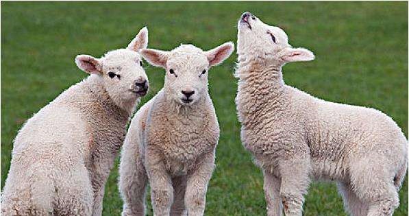 属羊人的命真的不好吗，属羊人的婚配