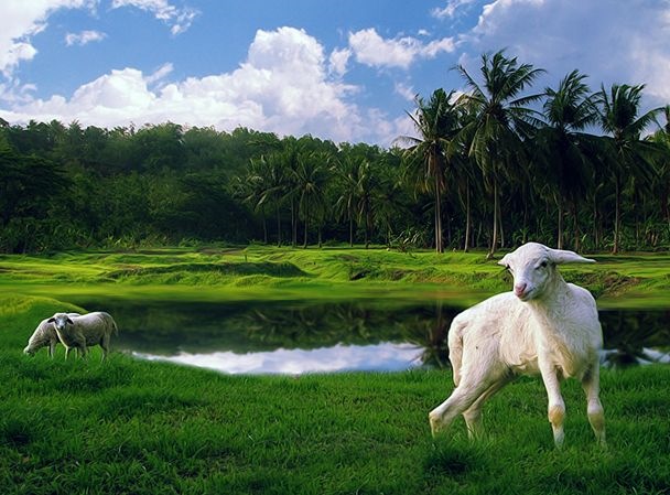 生肖属羊的更佳配偶，生肖属羊的2022 运程