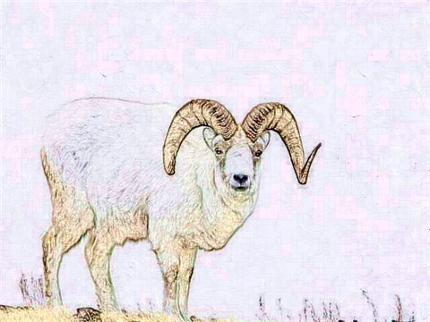 属羊的2022年怎么样，属羊人2022年运势运程