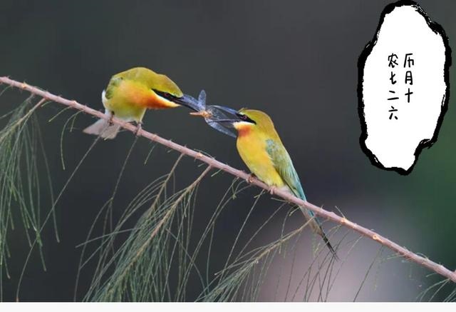 手机怎么查每日运势，星座123运势查询