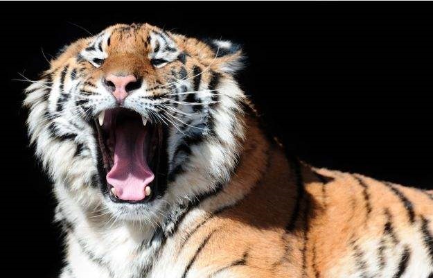 4年虎运势如何,74年虎人2022