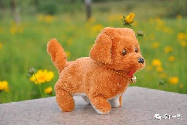 生肖狗2022年的运势，1982生肖狗2022年财运