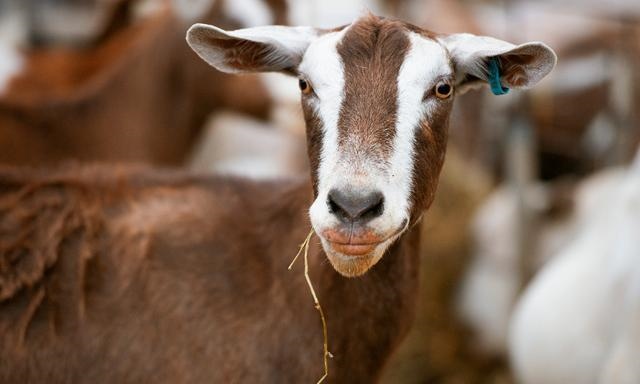 羊的文化象征意义，羊代表什么象征意义