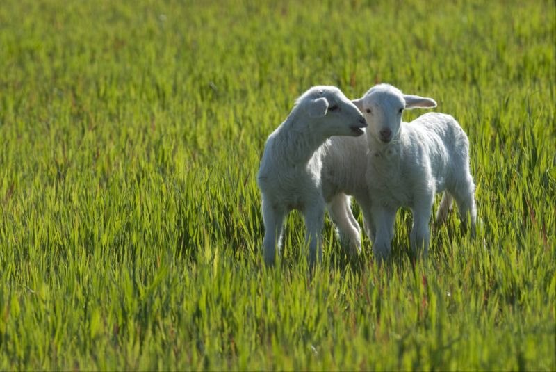 十二生肖男女配对婚姻配对 男女最佳属相婚配表