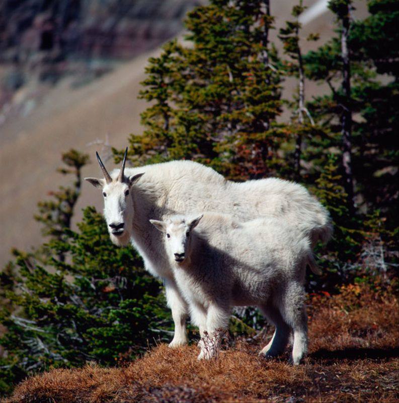 属相相同的人最佳配对 属牛最忌讳的两个属相