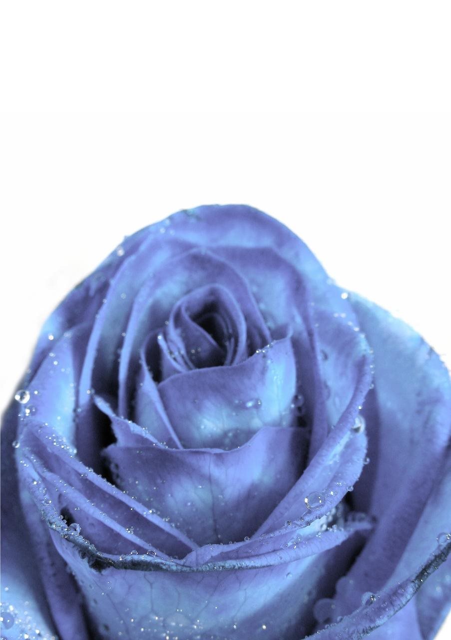 婚姻属相配对大全 很准免费 1991年属羊男的姻缘