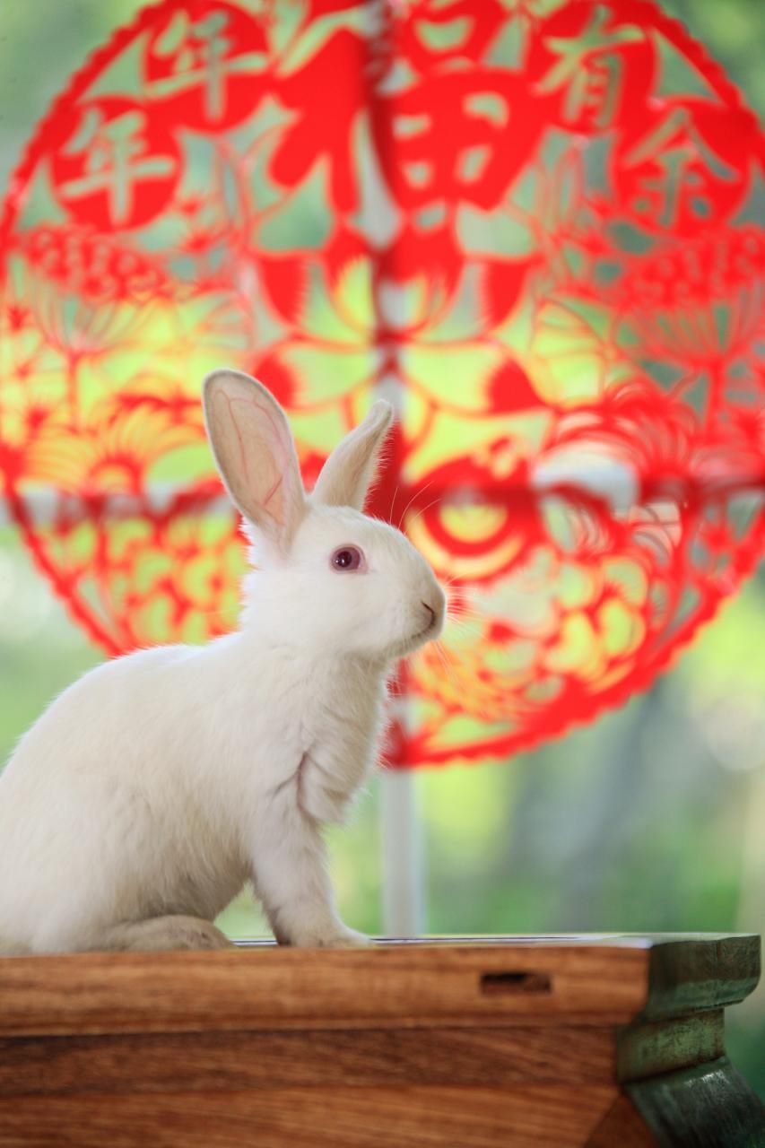 2生肖婚配属相配对查询 十二生肖男女婚配禁忌"