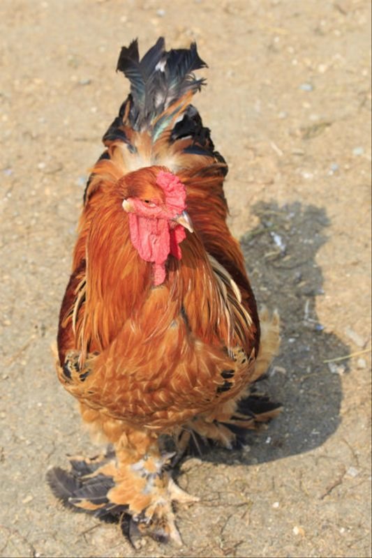 属相不合却幸福的明星 有夫妻相克却过得很好的吗