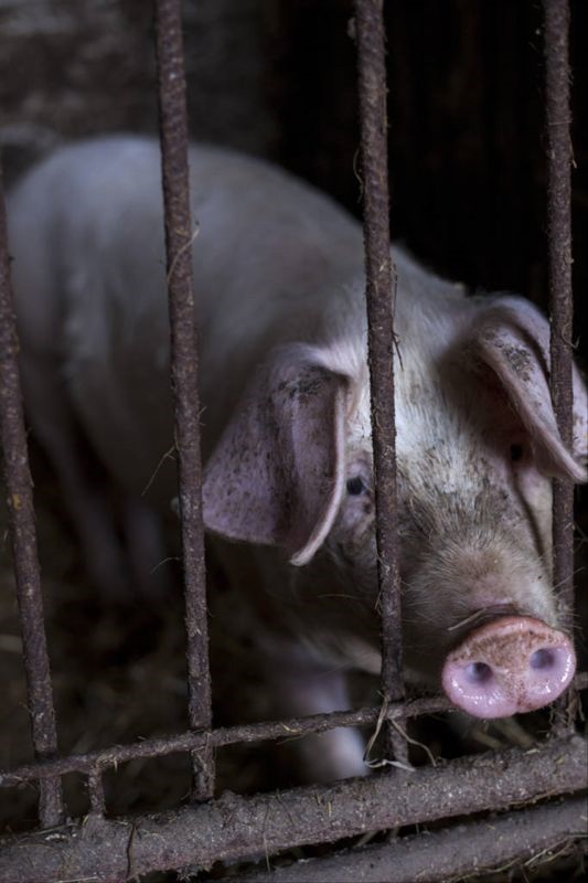 属鸡的和什么属相最配 属鸡的和什么属相不配