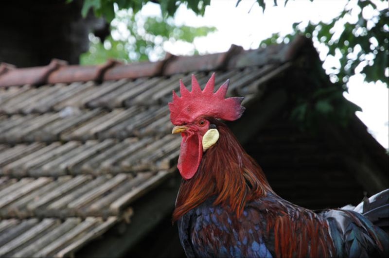 992属猴的属相婚配表 1992年属猴一生有二婚"