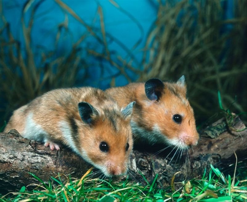 生肖属相婚姻配对口诀 属兔的婚姻属相配对