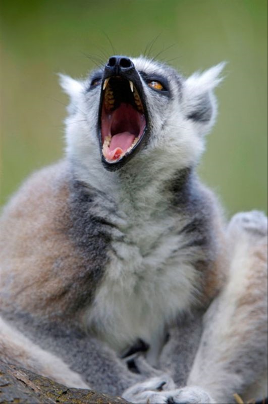 十二生肖最佳的婚姻配对 感情越来越好的生肖配对