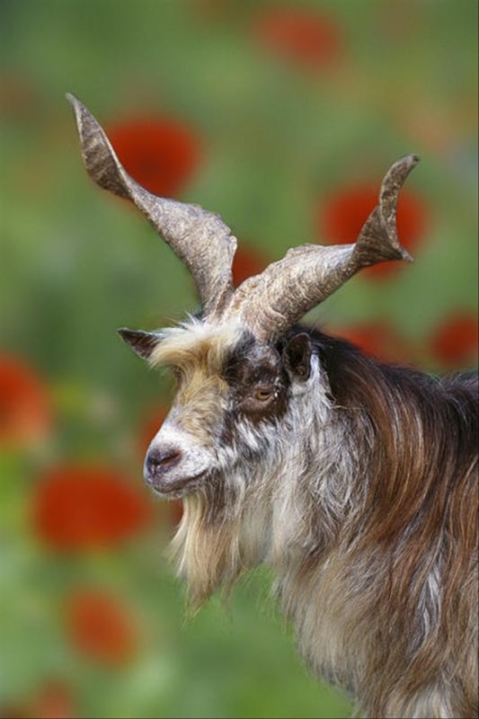 为什么有生肖相冲一说 属相这东西到底准不准