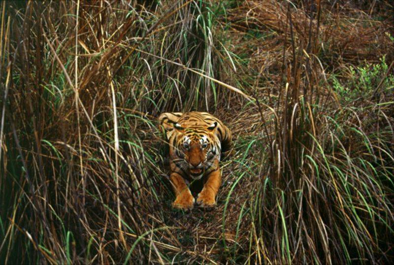 什么生肖和什么生肖最配对 相爱到永久的生肖配对
