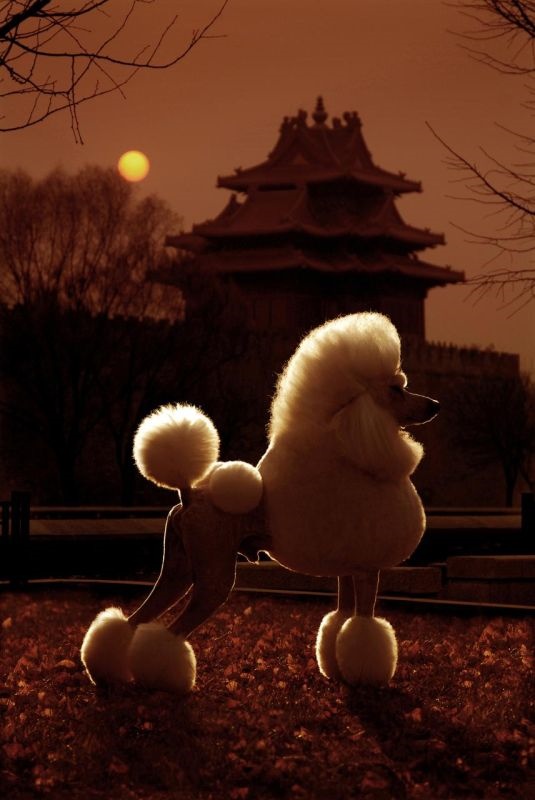 属狗最忌讳的三个生肖 属狗人一生最大贵人