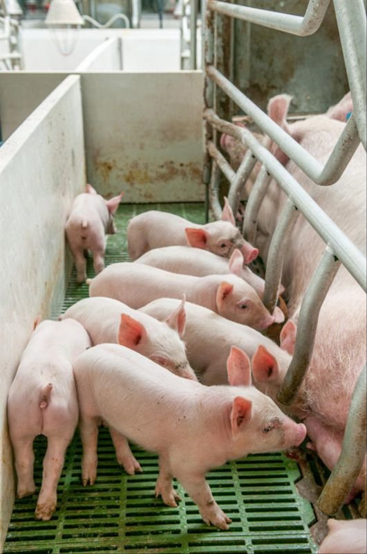 5年属猪的27岁大灾大难 属猪2021年谁都躲不过的劫难"