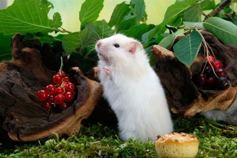 正版2022生肖表图高清 2022年最旺最顺的生肖