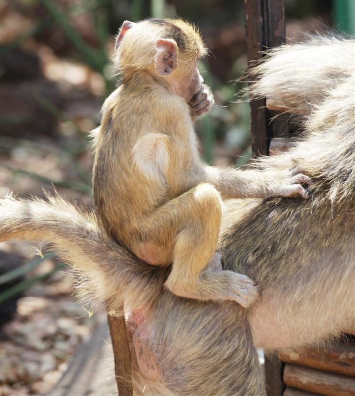 婚配最好的是哪几对生肖 十二生肖男女最佳配对