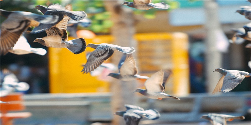 古建在沉默地消逝：百年古楼雨夜坍塌背后