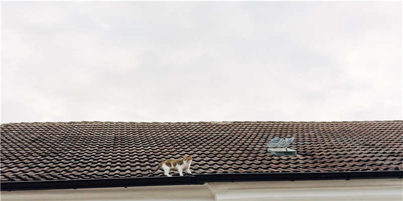 春晚亮相的国宝佛首面向公众展出了,来一睹真容