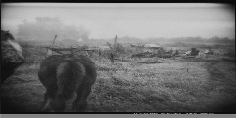 民间吉祥元素之“十二生肖”的美好寓意