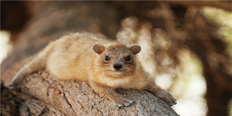 属羊的人真的命苦吗？