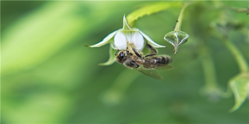 明年桃花爱情找上门的三大生肖，事业爱情双丰收