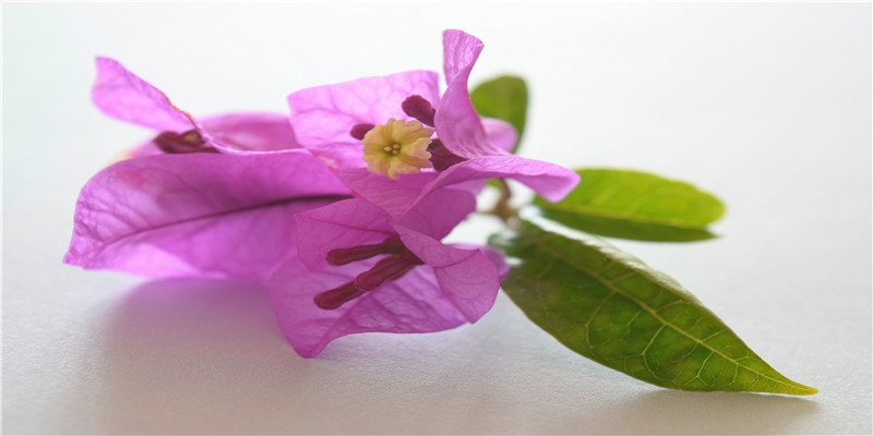 推动人类进步的5个梦,一个与“听花”生津白酒有关