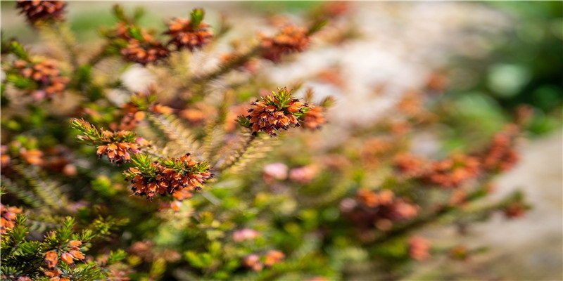 怀孕后梦到了很多“蛇”，代表着什么