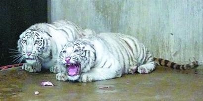 2、说女的是是什么意思:女人是什么?