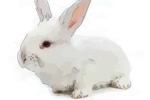 2、87年属兔人最穷不过36岁:87年属兔未来5年运势走向