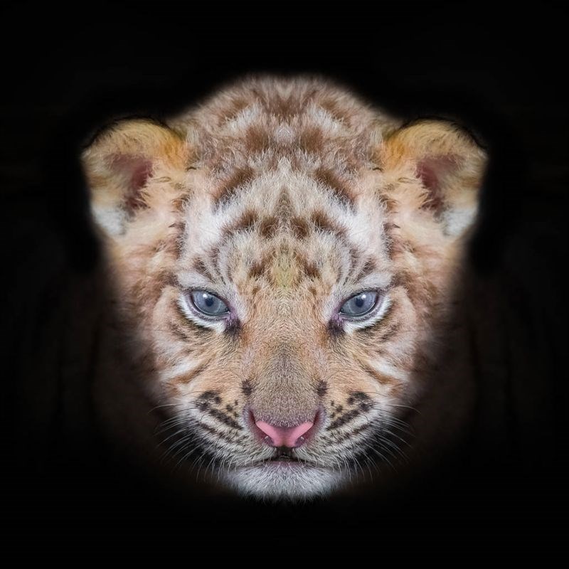 6年属虎女36岁劫数 属虎的人36岁本命年很可怕"