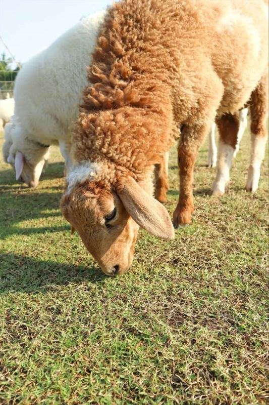 十二生肖最佳姻缘配对 男女婚姻属相配对表