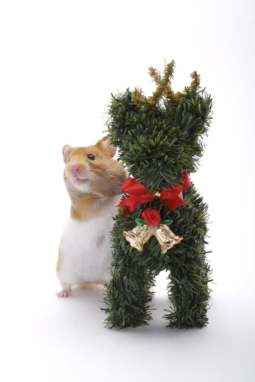 2属鼠人五十大运到了 72年属鼠50岁后命运"