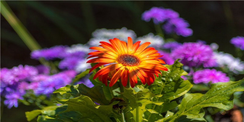 高冷的八字特征