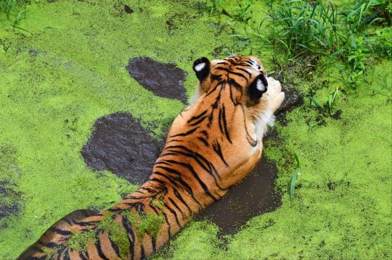 4年虎女2022本命年运势