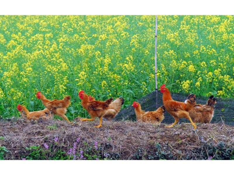 虎年十二生肖运程 虎年最旺的四个属相