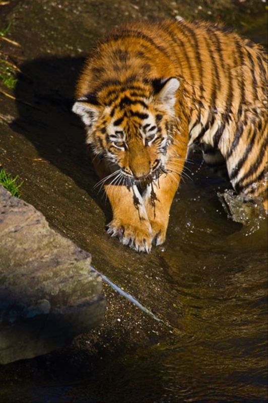 属虎的人今年运势如何 算命属虎的今年财运
