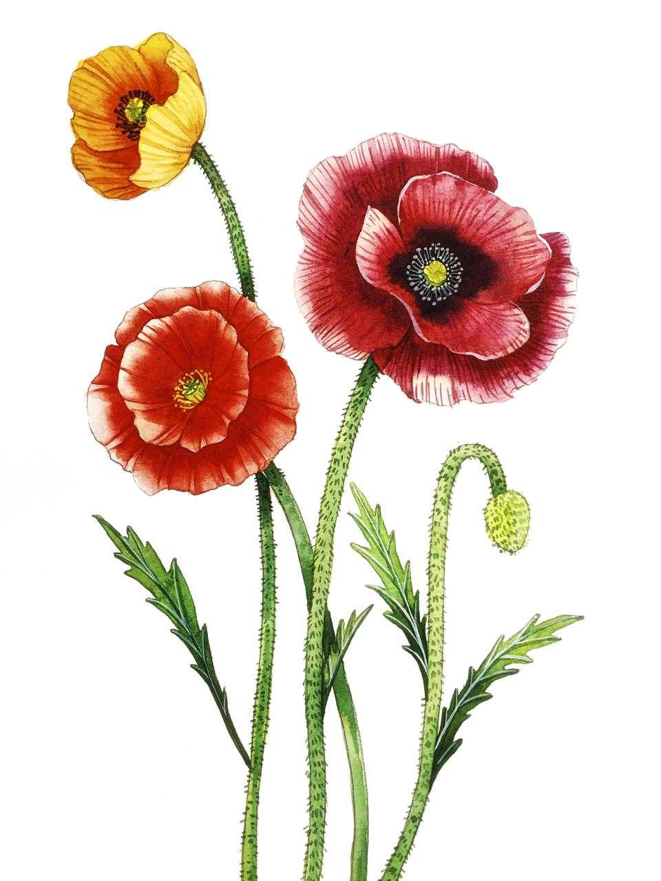 属虎人一生最克谁 属虎一生被什么人所害